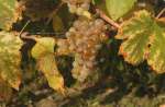 Photo Chasselas