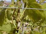 grappe visible au 28 mai
