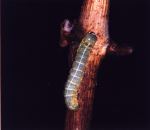 Chenille de noctuelle