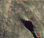 Odium sur feuille