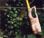 pige vers de grappe