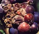 Pourriture sur grappe