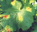 Photo rougeot feuille