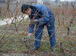 taille de la vigne