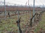 vigne taille