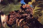 Photo pinot gris