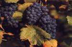 Phot Pinot Noir